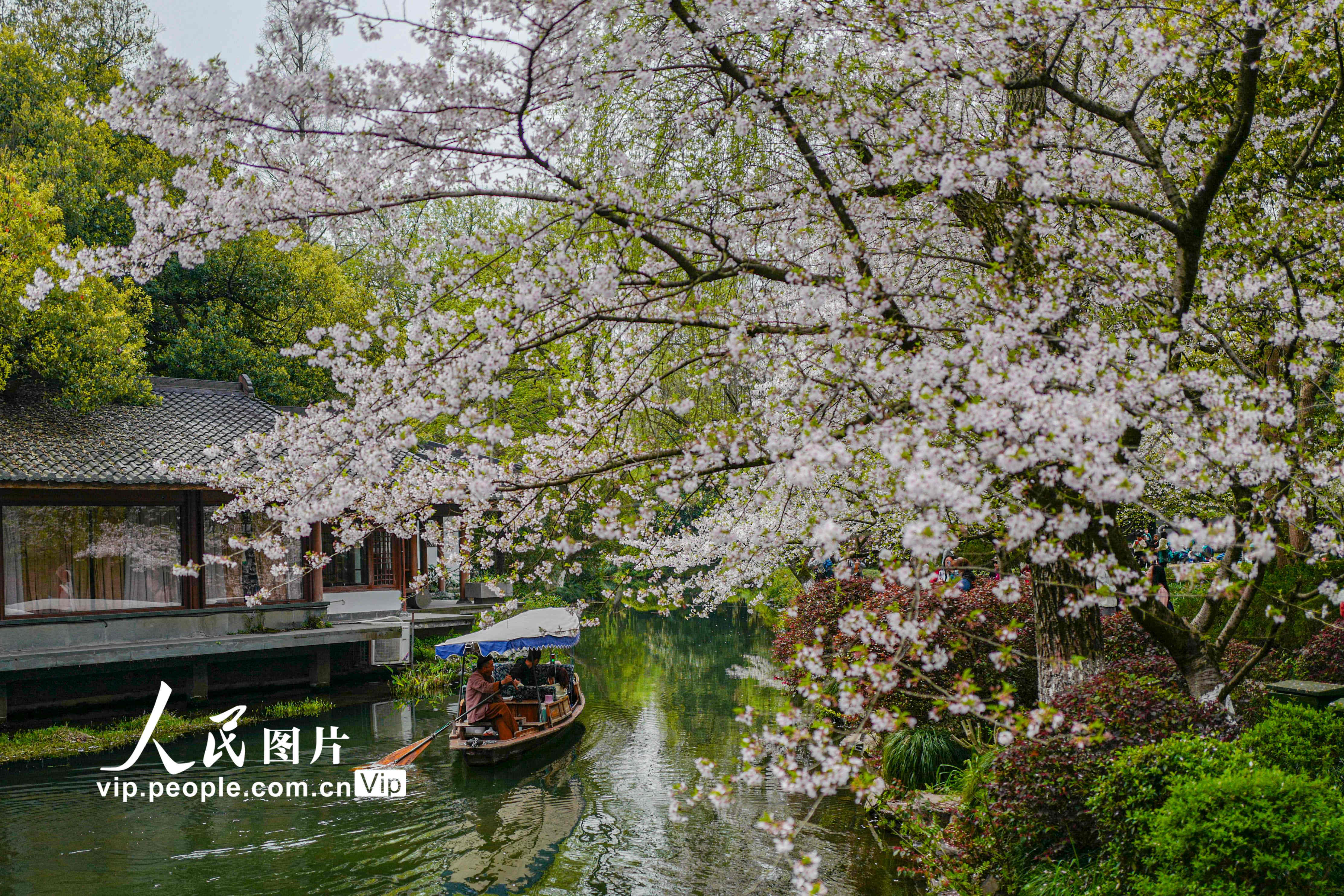 2023年3月27日，浙江杭州曲院风荷，游客乘坐手摇船饱览春色。