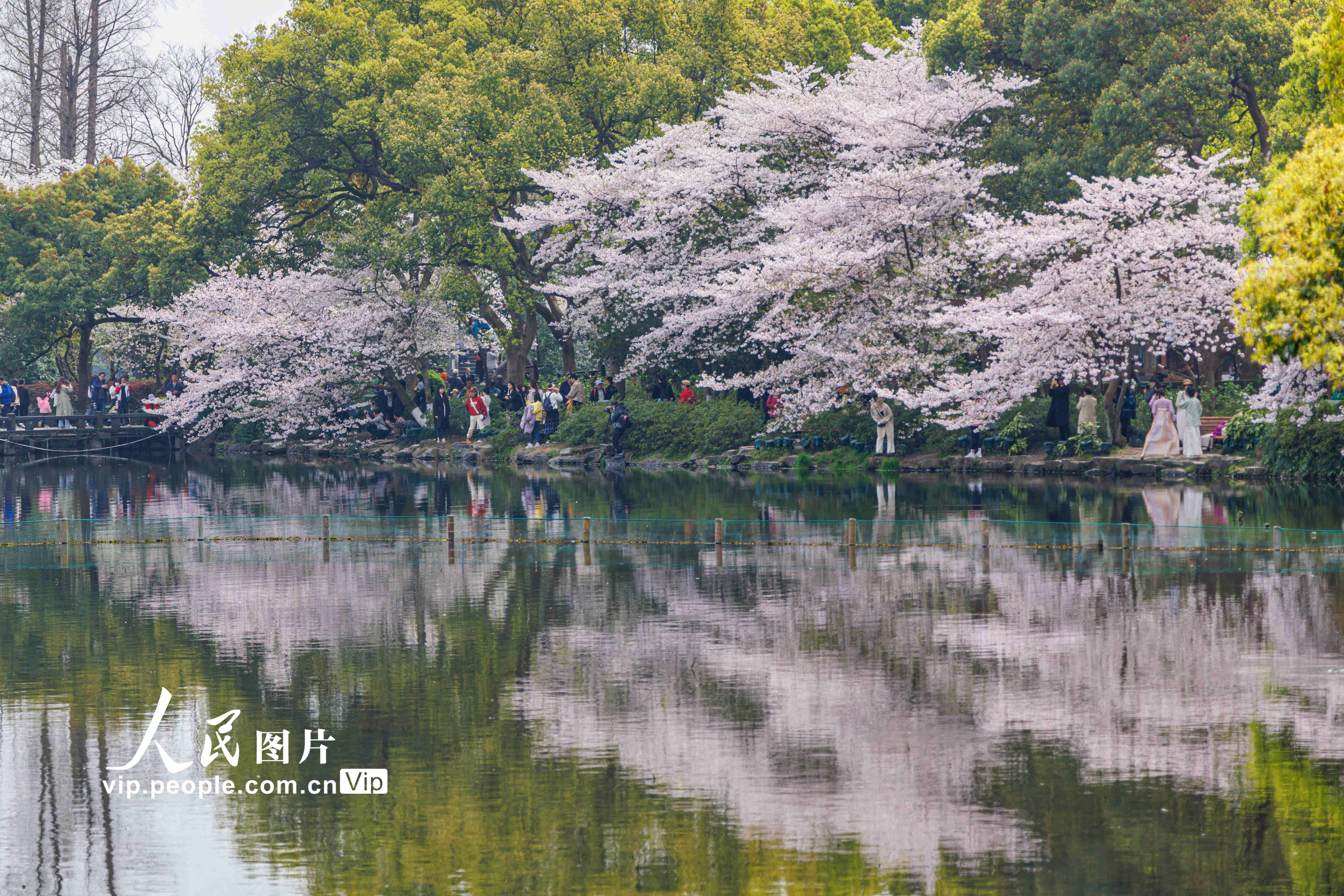 2023年3月27日，浙江杭州曲院风荷，游客欣赏盛开的樱花。
