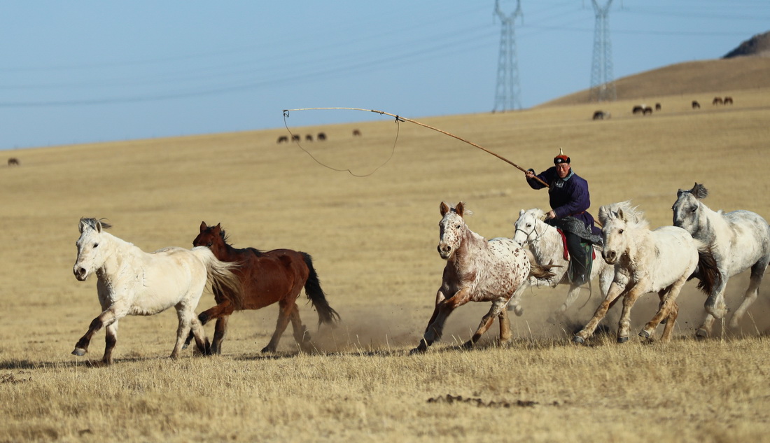 3月29日，锡林郭勒盟西乌珠穆沁旗的牧民在草原上驱赶马群。新华社记者 王楷焱 摄