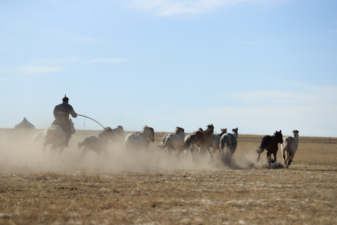 3月29日，錫林郭勒盟西烏珠穆沁旗的牧民在草原上驅趕馬群。新華社記者 王楷焱 攝