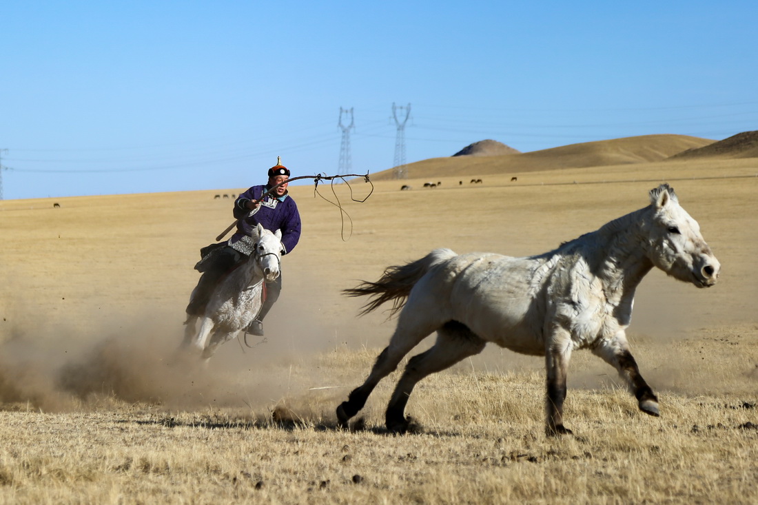 3月29日，錫林郭勒盟西烏珠穆沁旗的牧民在草原上套馬。新華社記者 貝赫 攝