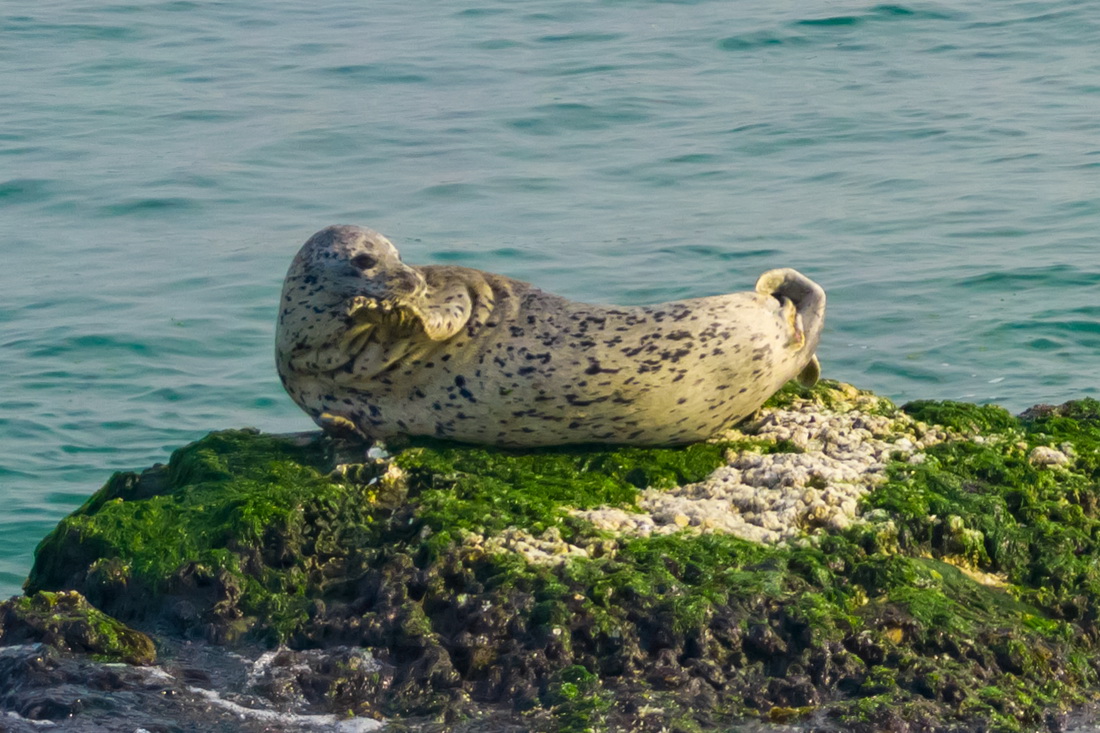 4月2日，在山東煙台長島海域，斑海豹在礁石上休憩（無人機照片）。