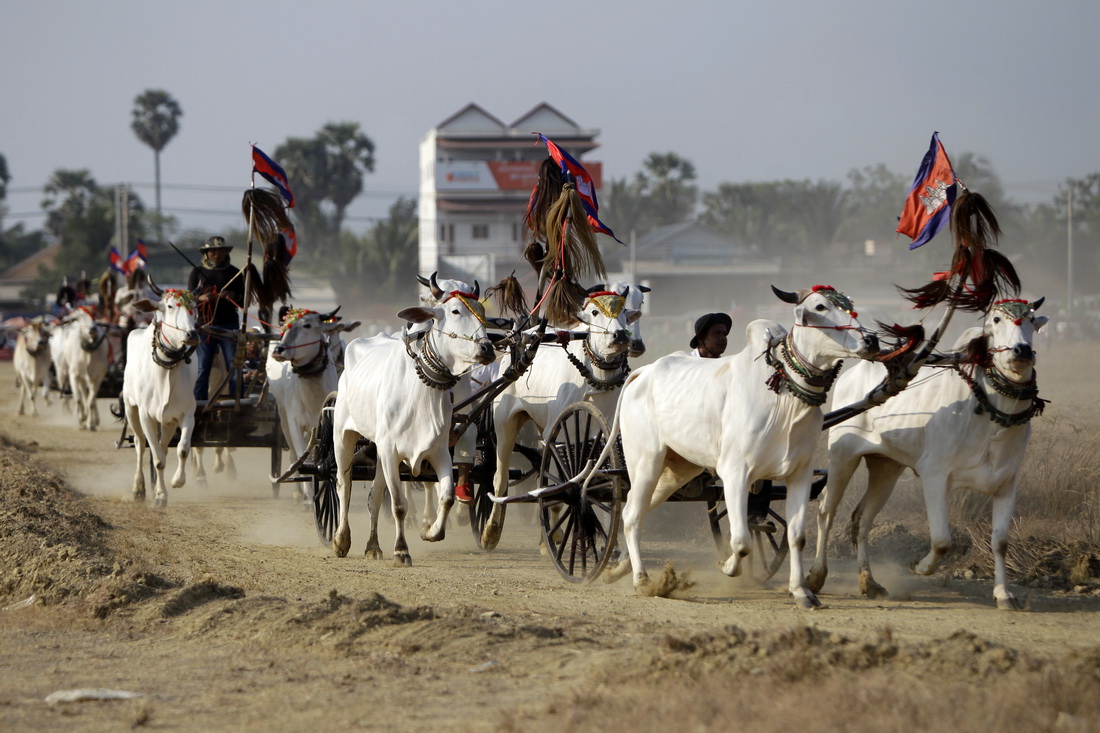 4月2日，在柬埔寨南部磅士卑省，當地農民參加趕牛車比賽。