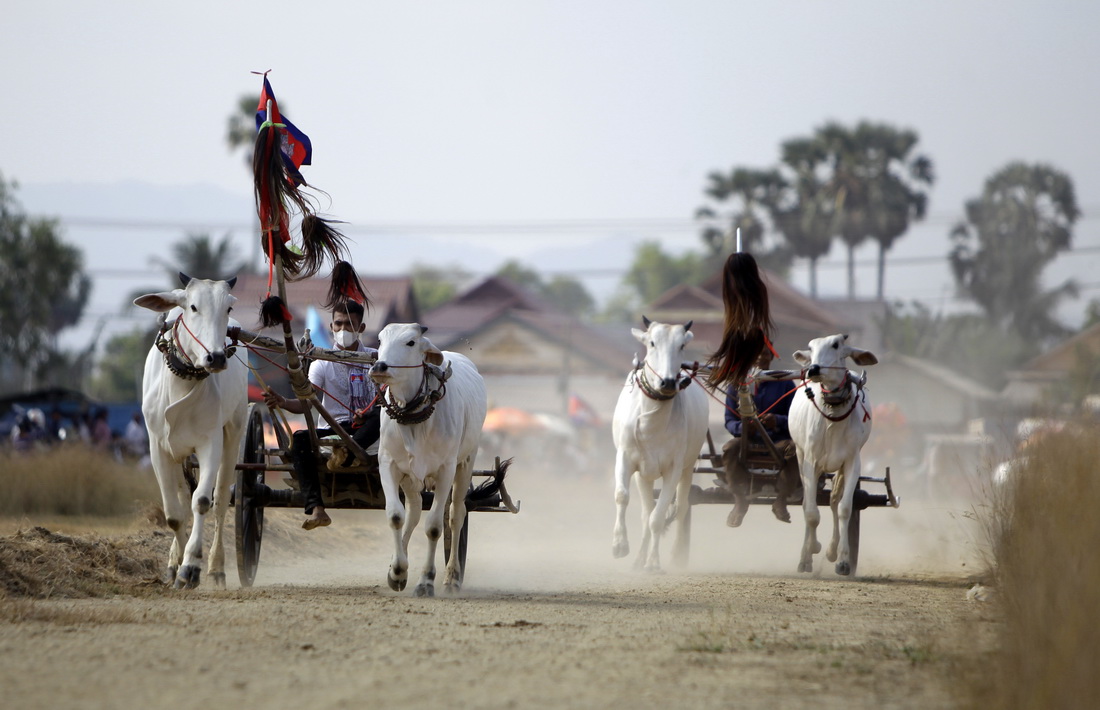 4月2日，在柬埔寨南部磅士卑省，當地農民參加趕牛車比賽。