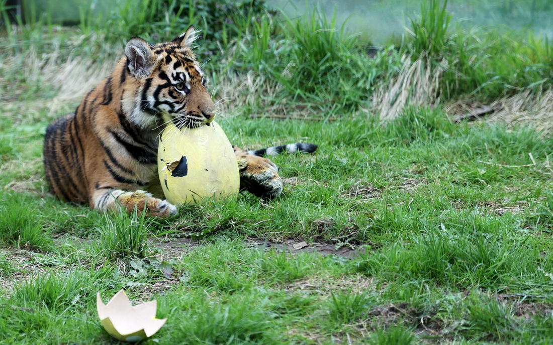 4月5日，在英國倫敦動物園，一隻蘇門答臘虎享用“彩蛋大餐”。