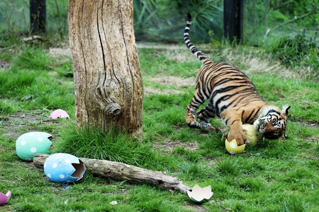 4月5日，在英國倫敦動物園，一隻蘇門答臘虎享用“彩蛋大餐”。