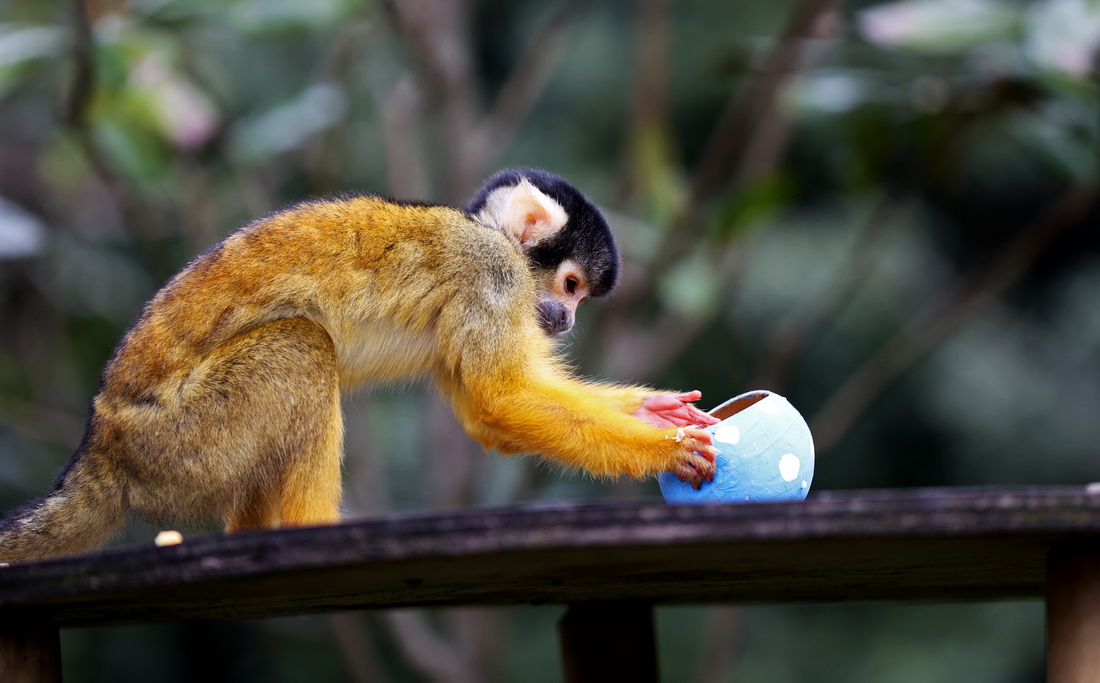 4月5日，在英国伦敦动物园，一只松鼠猴准备享用“彩蛋大餐”。