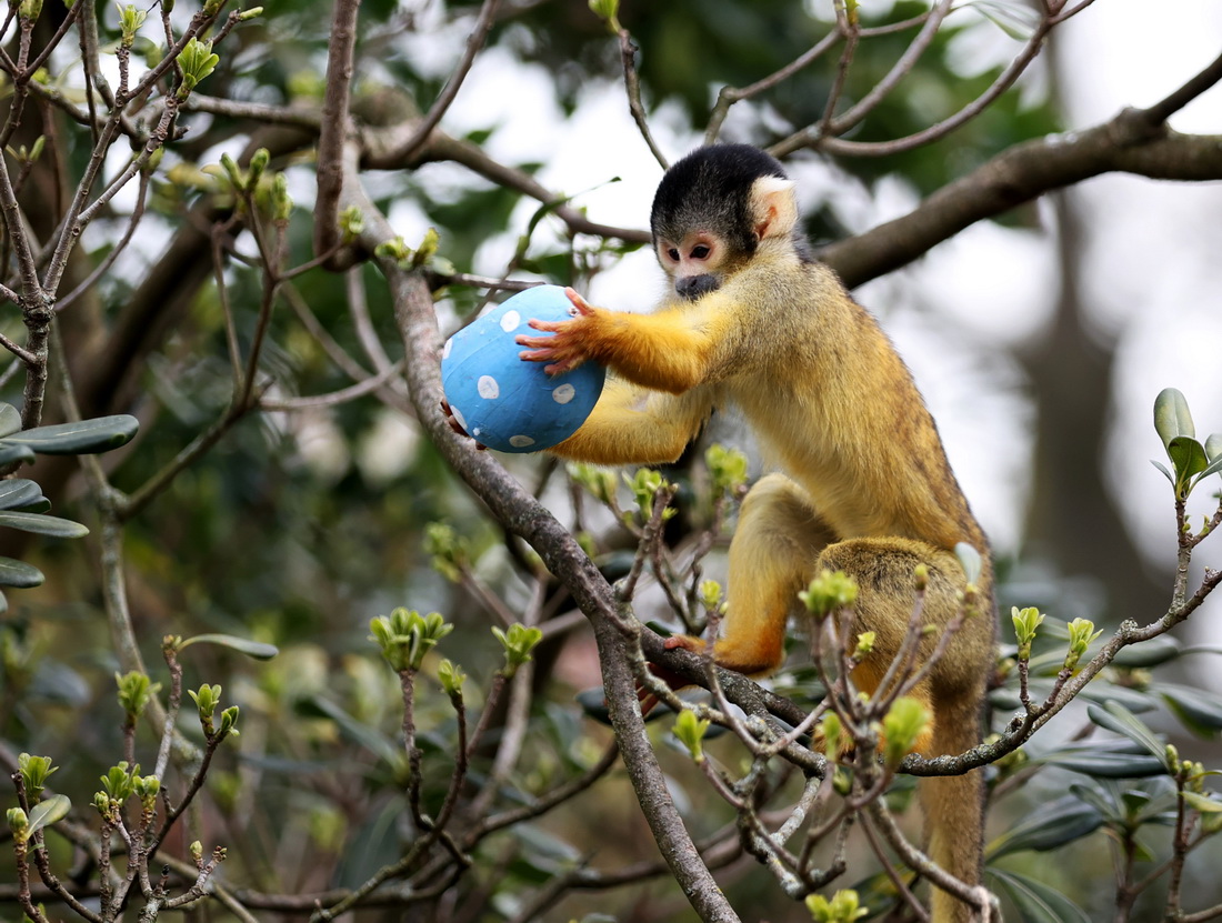 4月5日，在英國倫敦動物園，一隻鬆鼠猴准備享用“彩蛋大餐”。