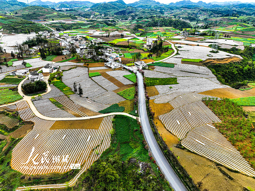 貴州黔西：“四好農村路”助力產業發展【4】