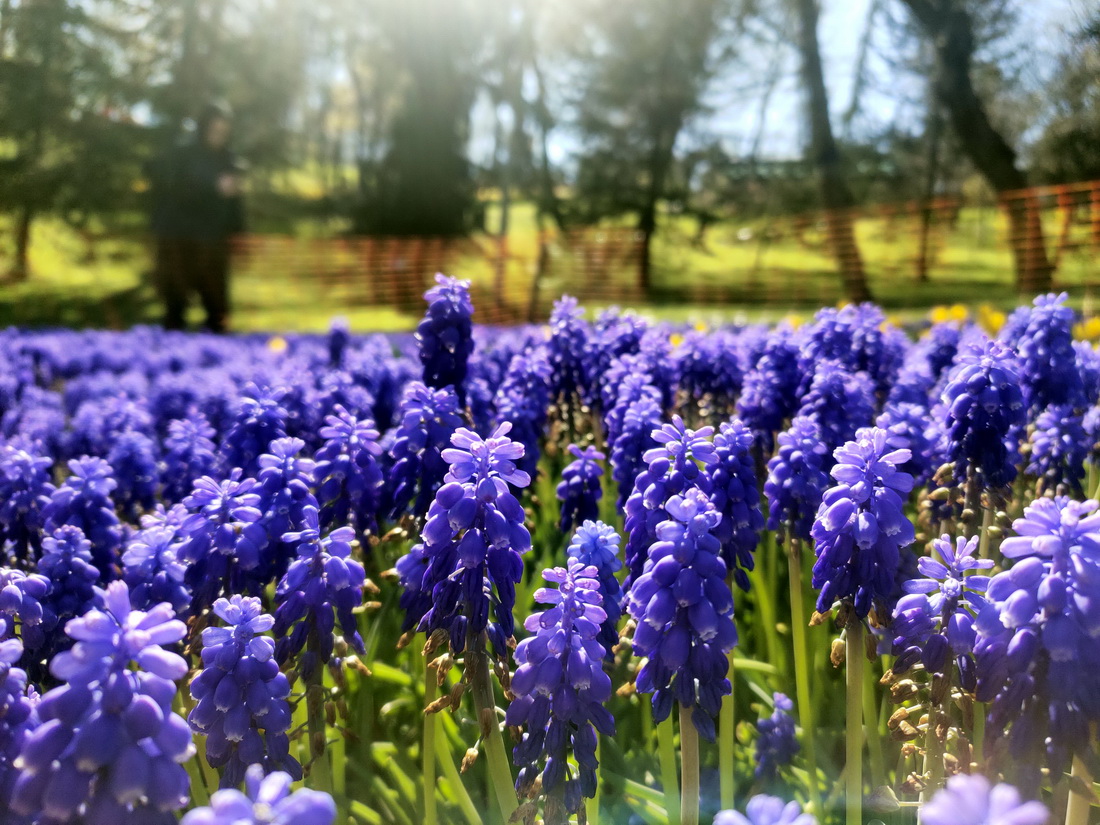 4月8日，土耳其伊斯坦布尔埃米尔甘公园内鲜花盛开。