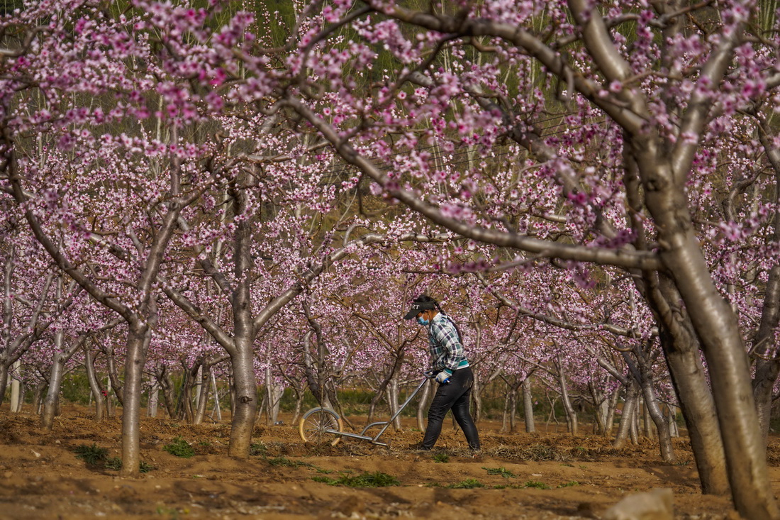 4月12日，河北省遵化市東舊寨鎮五虎嶺村農民在桃樹果園勞作。新華社發（李磊攝）