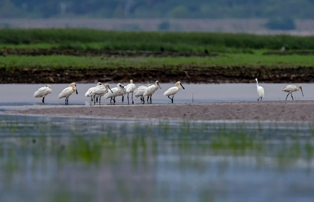 在閩江河口國家濕地公園裡，一群國家一級保護野生動物黑臉琵鷺在濕地裡覓食（4月21日攝）。