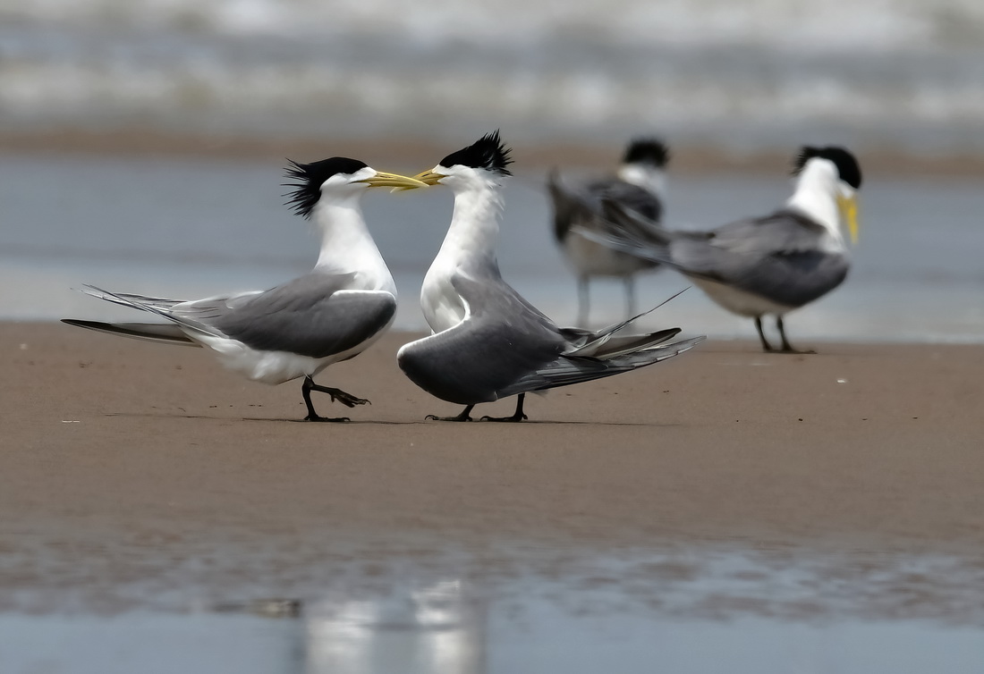 4月22日，國家二級保護野生動物大鳳頭燕鷗在閩江河口濕地沙灘上嬉戲。