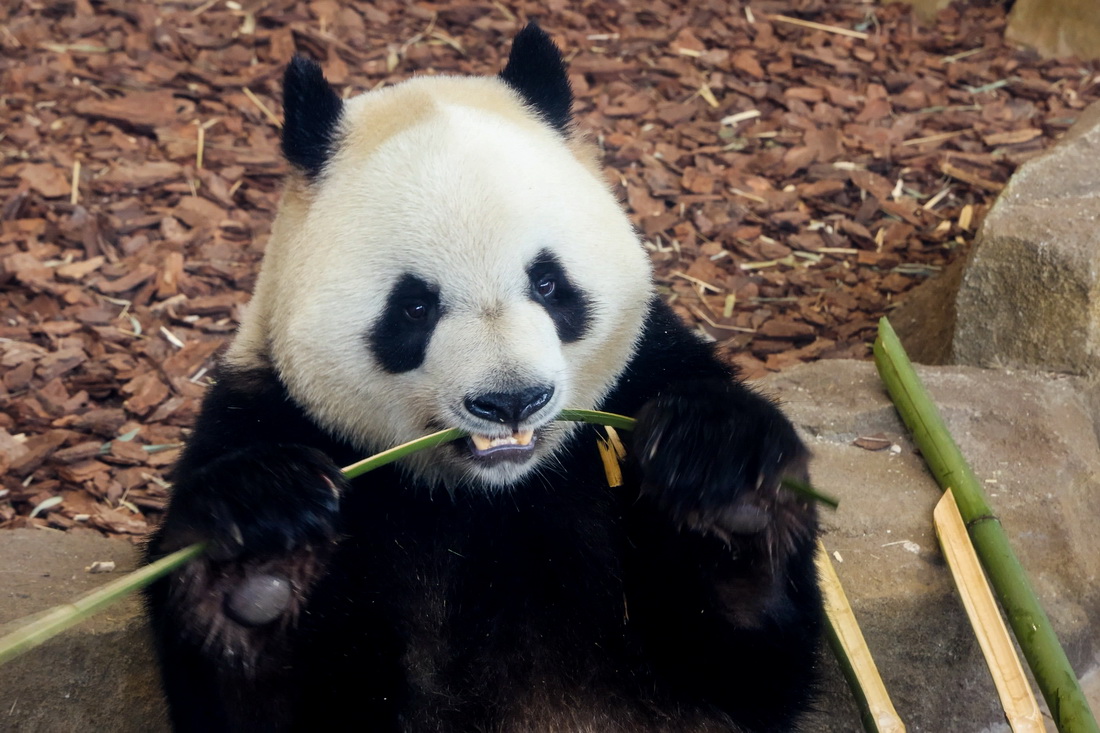 4月24日，在成都大熊貓繁育研究基地，大熊貓“芝麻”在吃竹子。