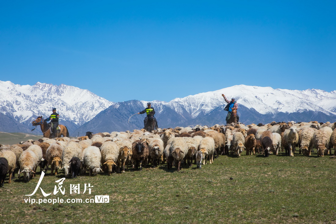 4月23日，新疆伊犁，民警正在幫助牧民驅趕羊群，進行轉場。