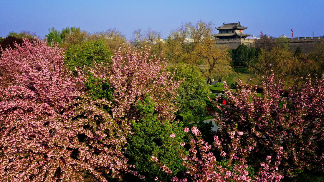 西安明城墙下春花盛开（4月1日摄，无人机照片）。新华社记者 刘潇 摄