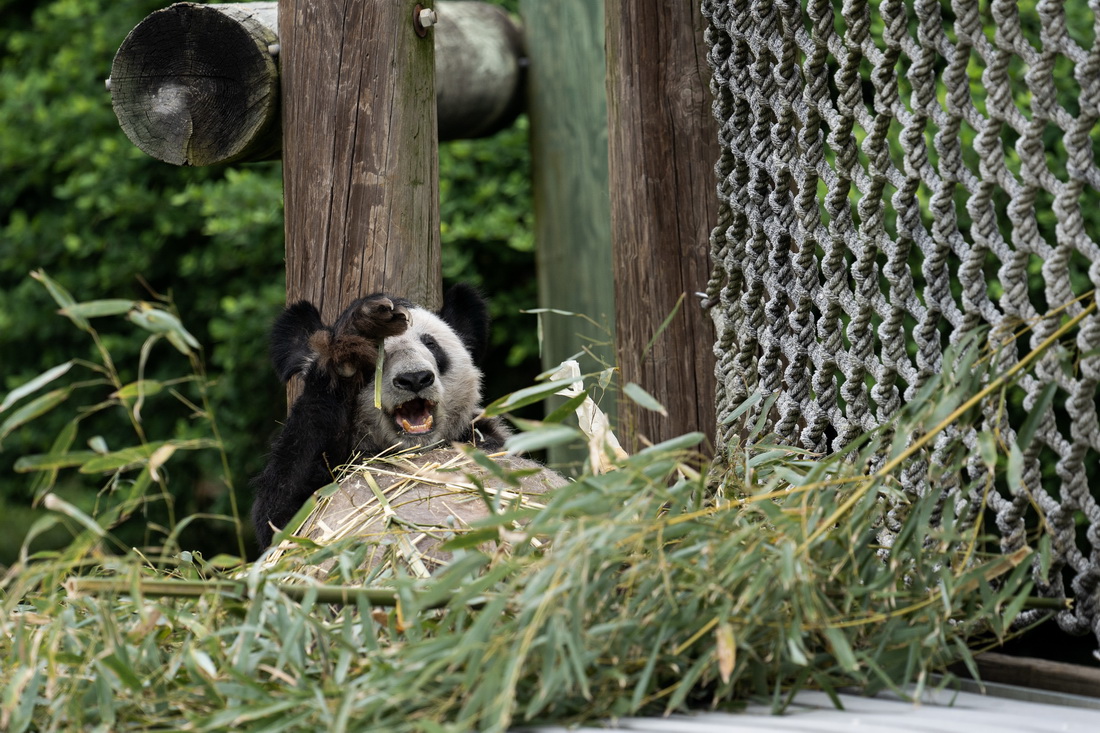 這是4月25日在美國田納西州孟菲斯動物園拍攝的大熊貓“丫丫” 。