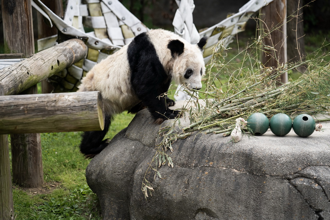 这是4月25日在美国田纳西州孟菲斯动物园拍摄的大熊猫“丫丫” 。
