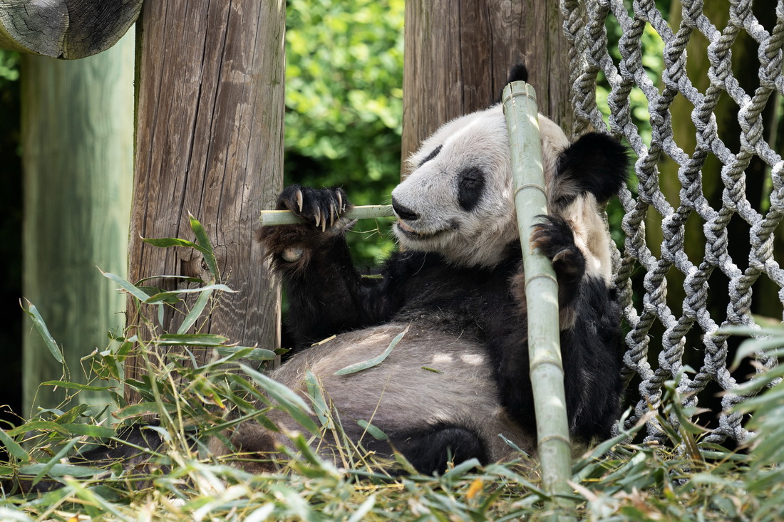 這是4月25日在美國田納西州孟菲斯動物園拍攝的大熊貓“丫丫” 。