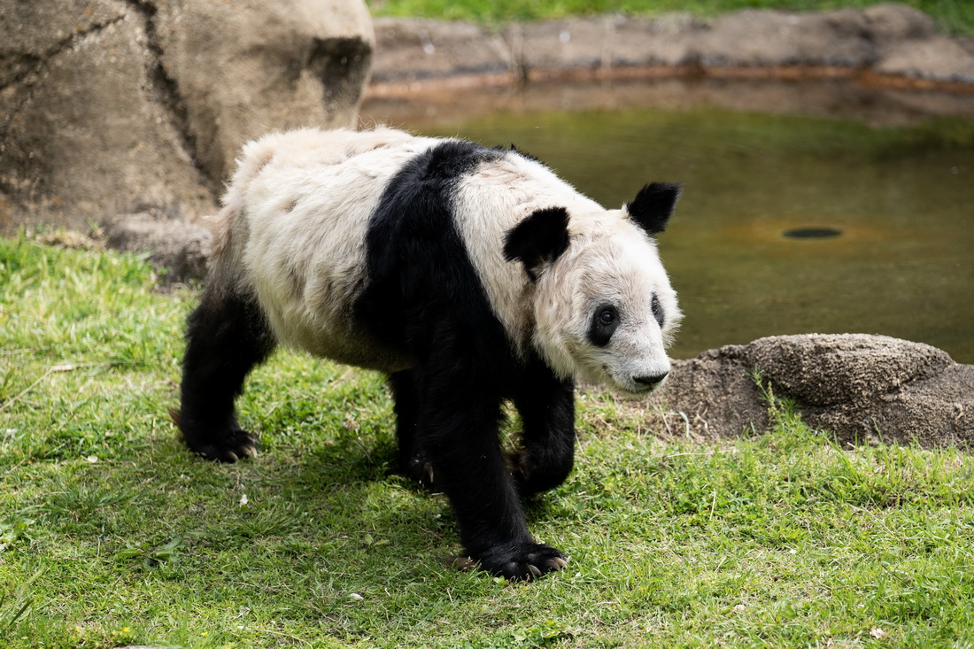 這是4月25日在美國田納西州孟菲斯動物園拍攝的大熊貓“丫丫” 。