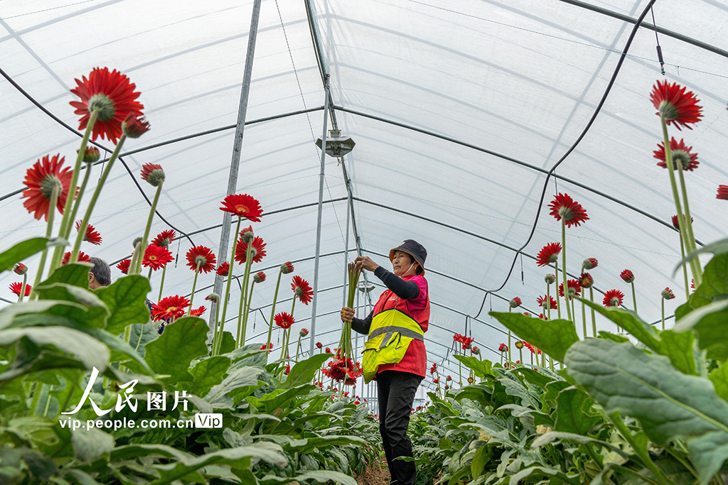 安徽肥東：大棚鮮花助增收