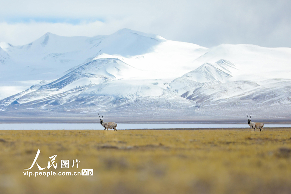 西藏阿裡：野生動物悠閑覓食