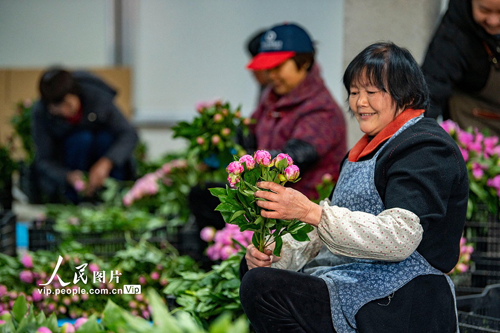 浙江金華：芍藥種植助共富【5】