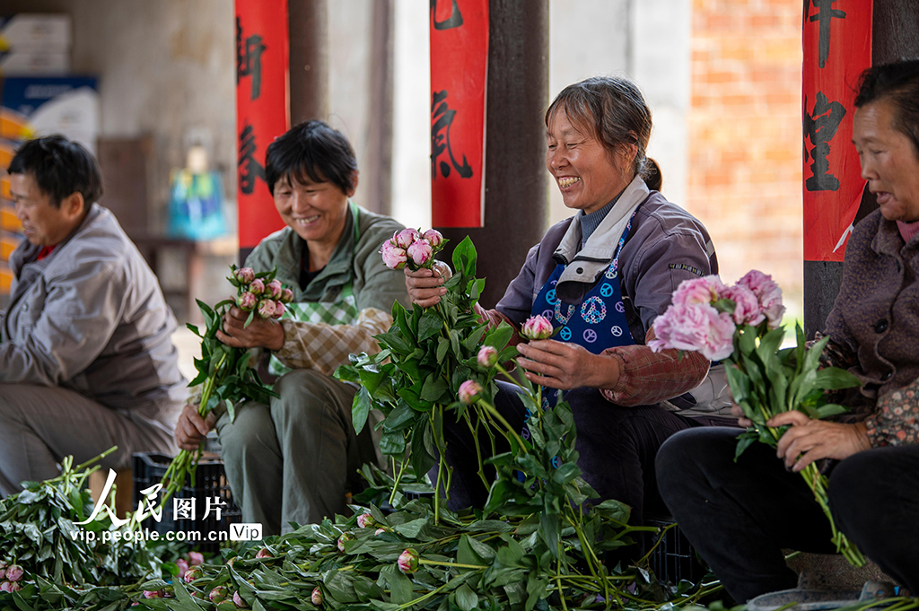 浙江金華：芍藥種植助共富【2】