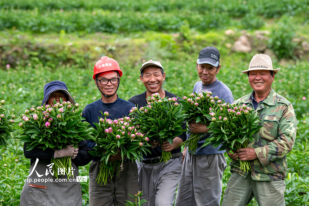 浙江金華：芍藥種植助共富【7】