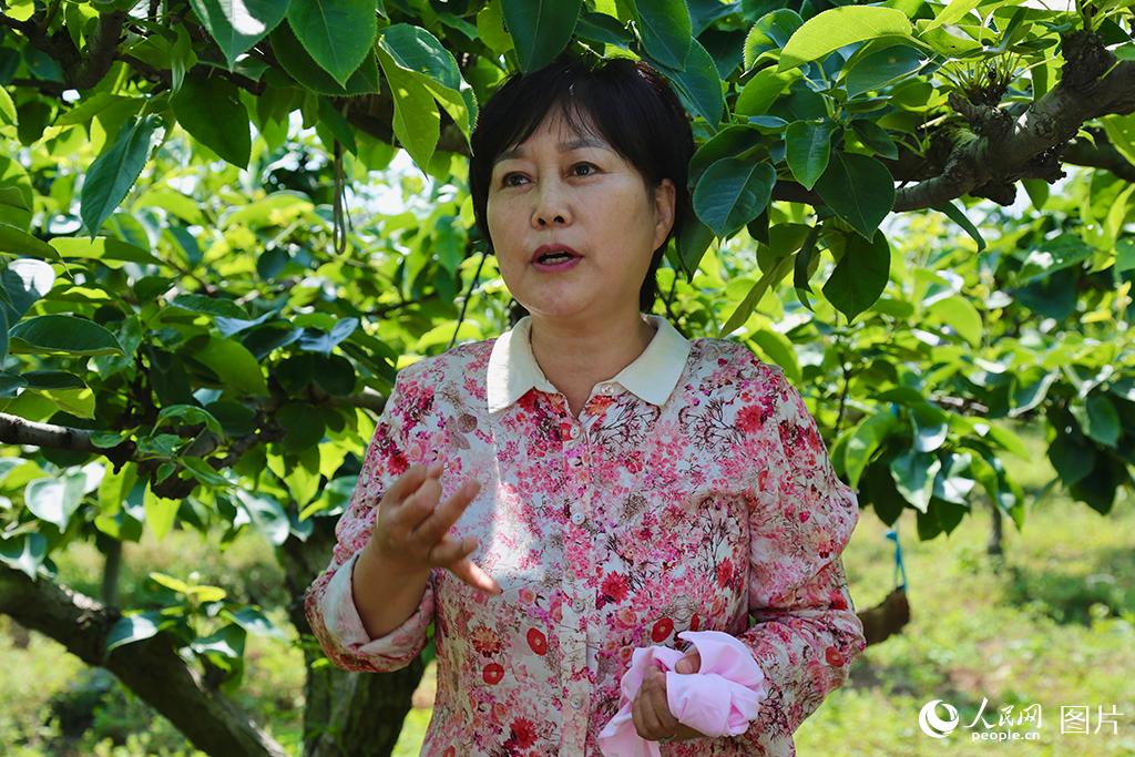 黄金梨果园负责人张晓梅正在介绍情况。