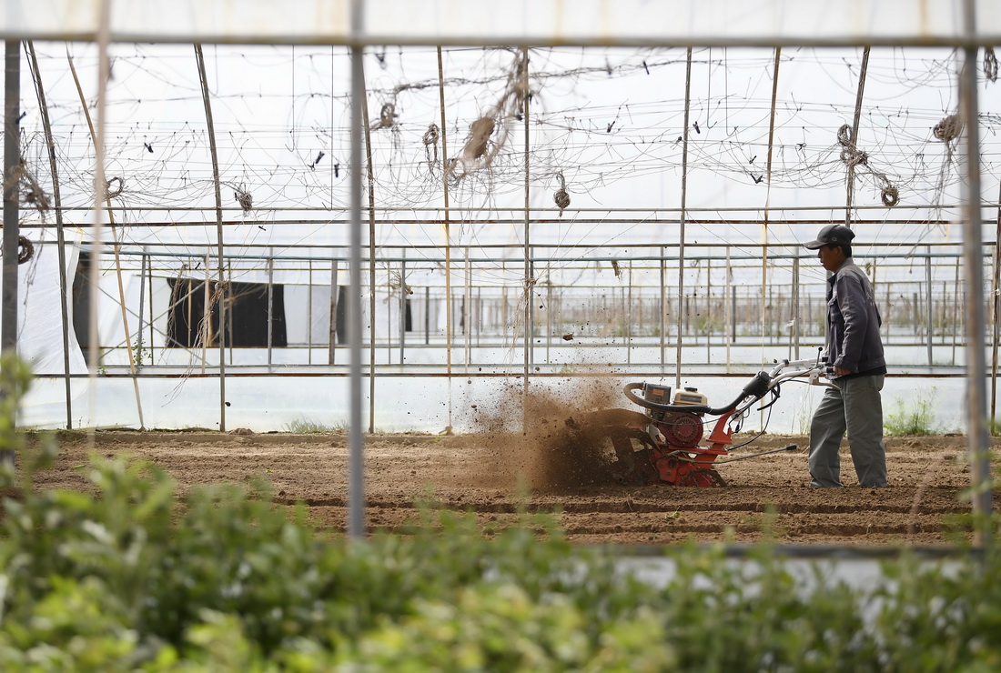 农户在宁夏青铜峡市大坝镇利民村蔬菜基地劳作（5月20日摄）。