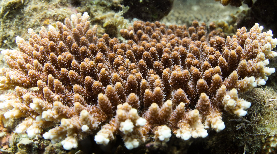 這是在蜈支洲島海域海洋牧場拍攝的風信子鹿角珊瑚（5月17日攝）。新華社記者 楊冠宇 攝