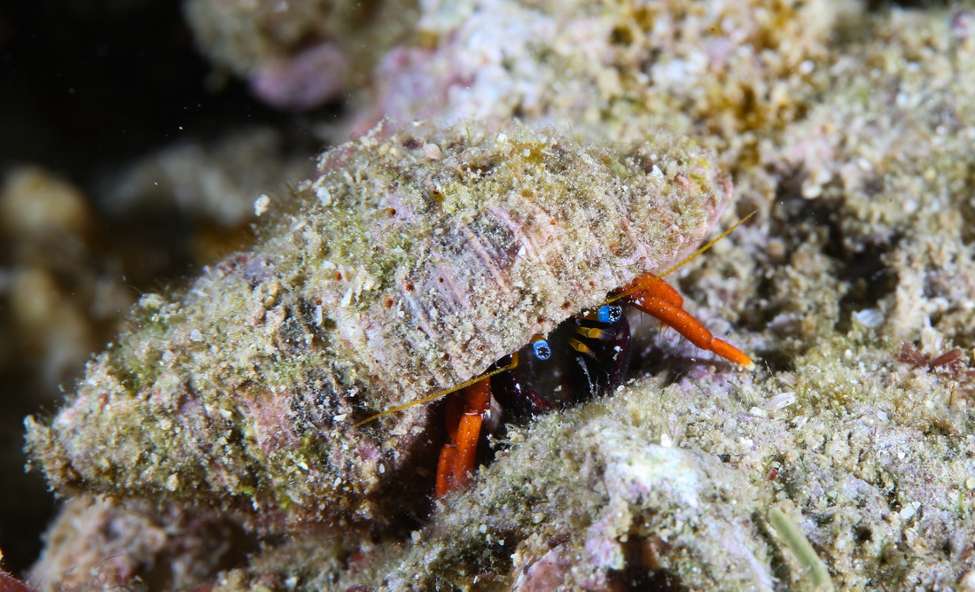 這是在蜈支洲島海域海洋牧場拍攝的寄居蟹（2021年5月24日攝）。新華社記者 楊冠宇 攝