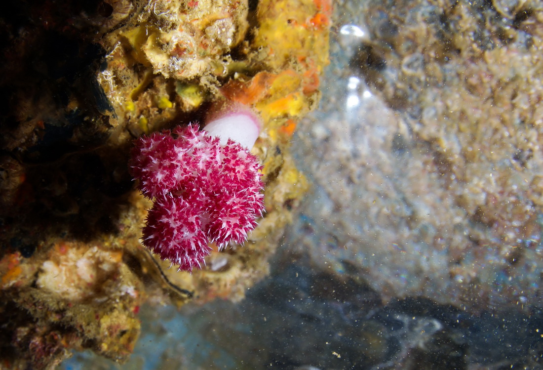 這是在蜈支洲島海域海洋牧場沉船魚礁內拍攝的軟珊瑚（5月16日攝）。新華社記者 楊冠宇 攝