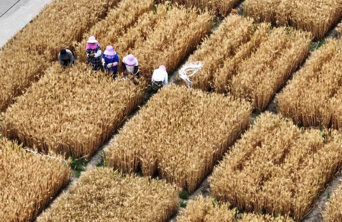 5月25日，在江苏里下河地区农科所（扬州市农科院），农民在试验田管护小麦（无人机照片）。新华社发（孟德龙 摄）