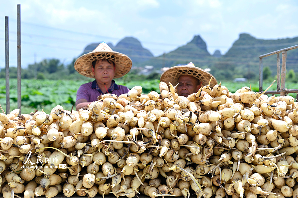 廣西柳江：萬畝“玉藕”搶鮮上市