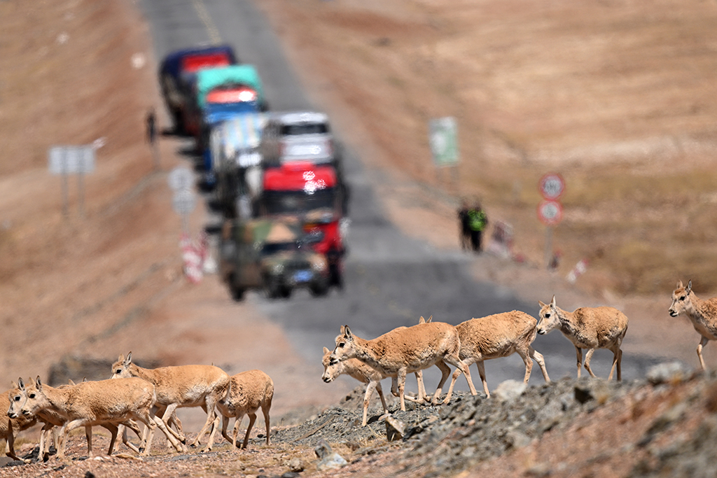 可可西裡藏羚羊進入遷徙產仔高峰期