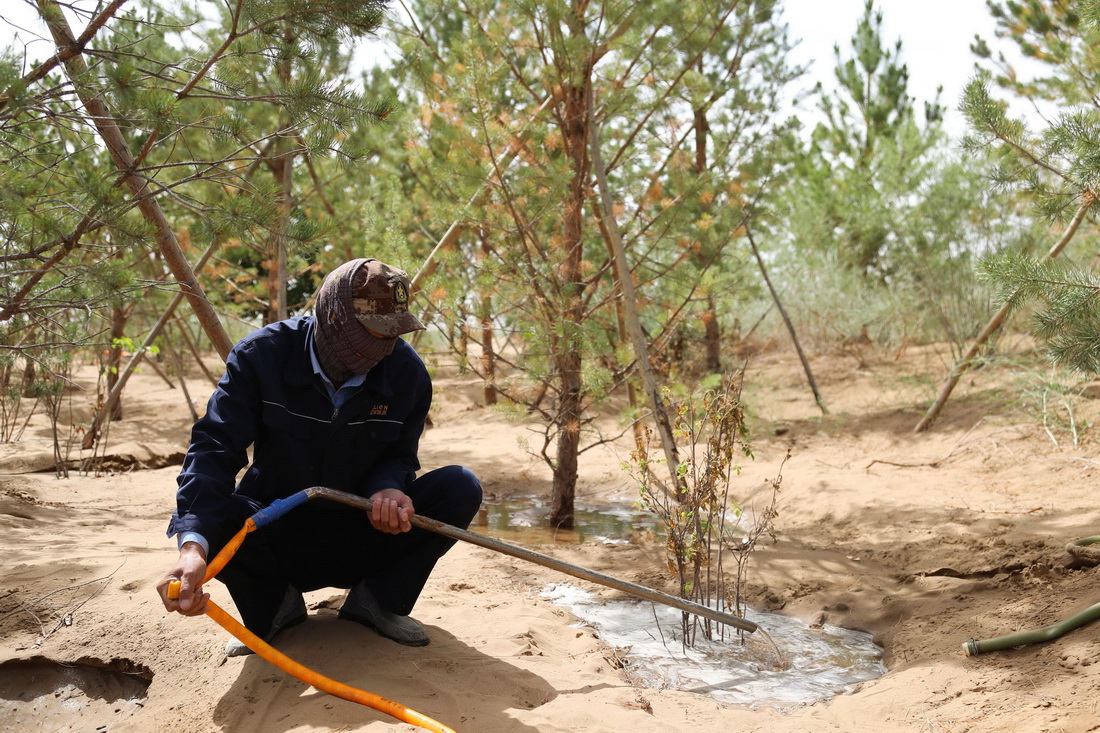 5月31日，治沙工人在庫布其沙漠億利生態治理區內管護樹木。