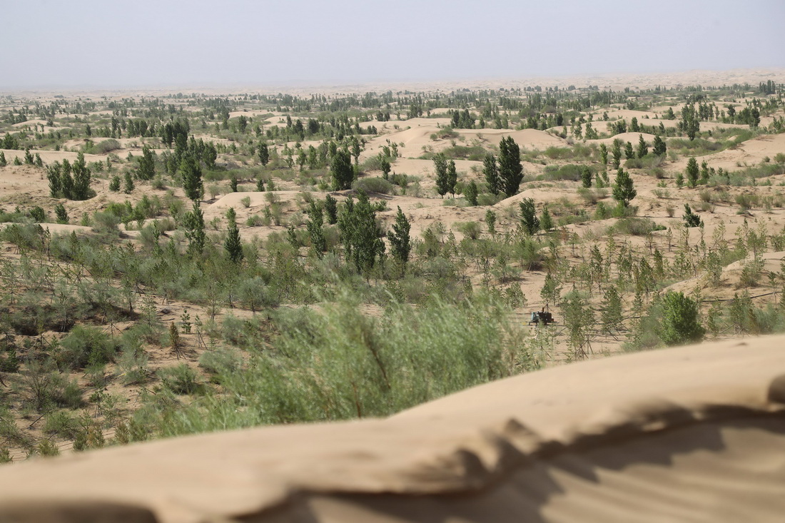 这是5月31日拍摄的库布其沙漠亿利生态治理区。