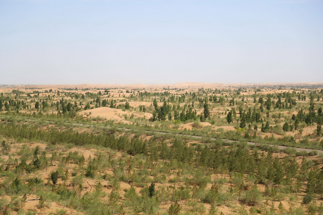 這是5月31日拍攝的庫布其沙漠億利生態治理區。