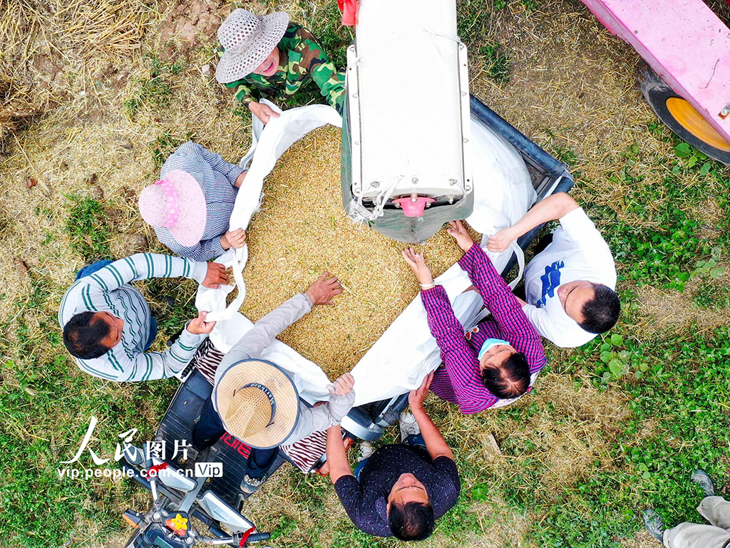 5月31日，河南省洛陽市白馬寺鎮翟泉村，農民正在搶收小麥。張怡熙攝（人民圖片網）