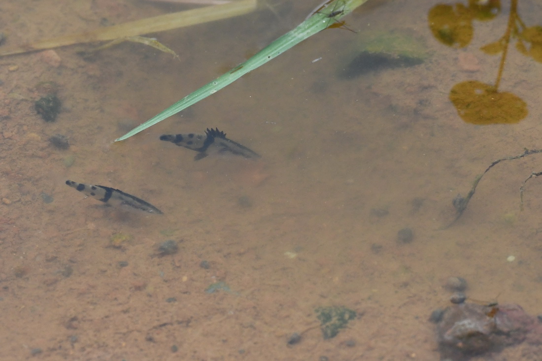这是6月1日在安徽省黄山市歙县拍摄的一家鳜鱼养殖基地里的鳜鱼幼苗。新华社记者 张端 摄