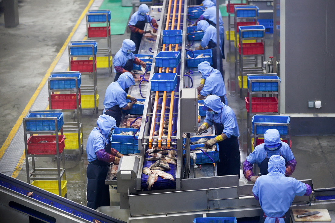  6月7日，在安徽省黃山市一家食品供應鏈公司內，工作人員在生產線上加工臭鱖魚。新華社發（樊成柱 攝）