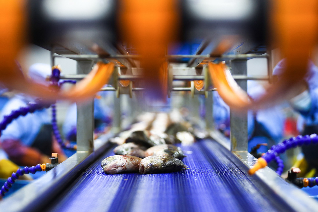 這是6月7日在安徽省黃山市一家食品供應鏈公司內拍攝的臭鱖魚加工制作生產線。新華社發（樊成柱 攝）
