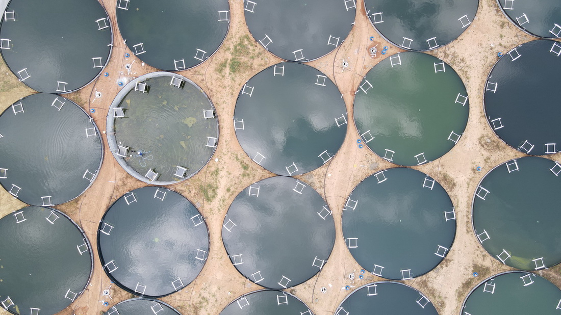 這是6月1日在安徽省黃山市歙縣拍攝的一家鱖魚養殖基地（無人機照片）。新華社記者 張端 攝