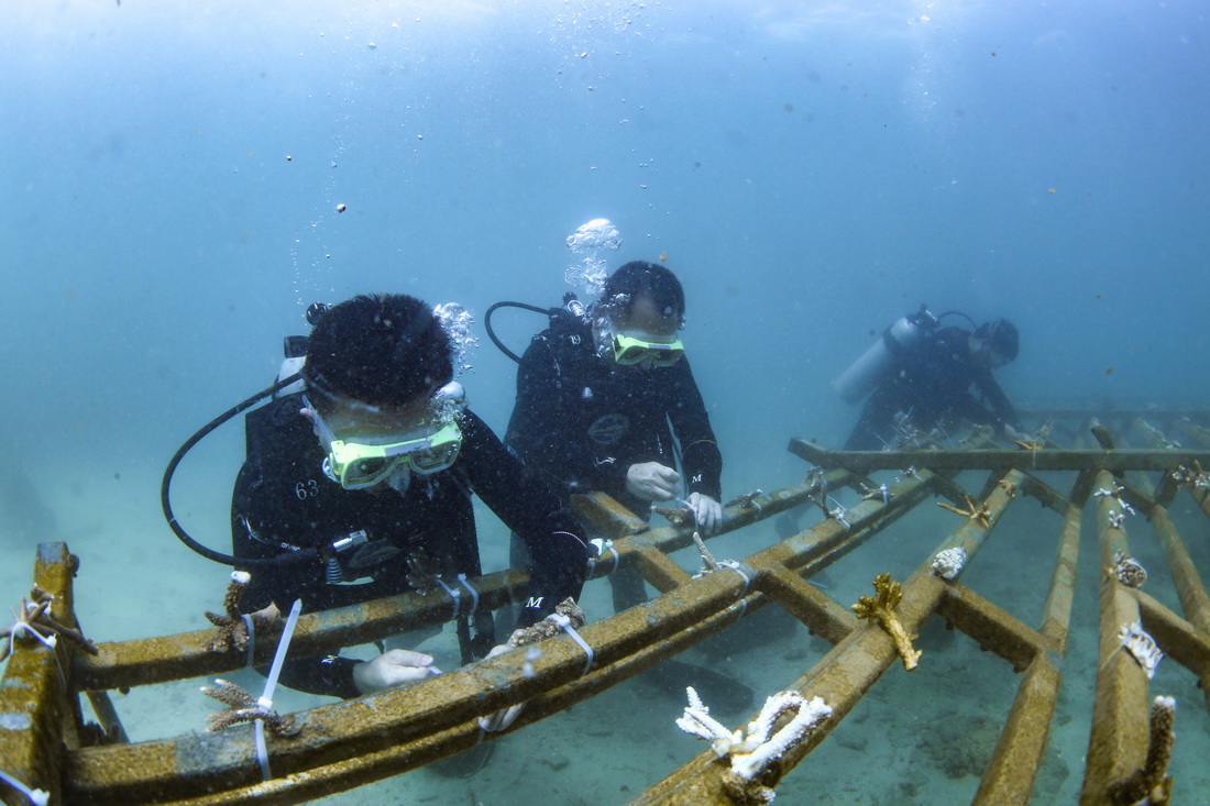 6月8日，海南省海洋与渔业科学研究院的专家和潜水员在海南陵水分界洲岛附近海域移植珊瑚。新华社记者 张丽芸 摄