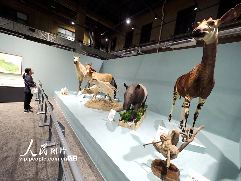 國家自然博物館館藏精品展吸引觀眾