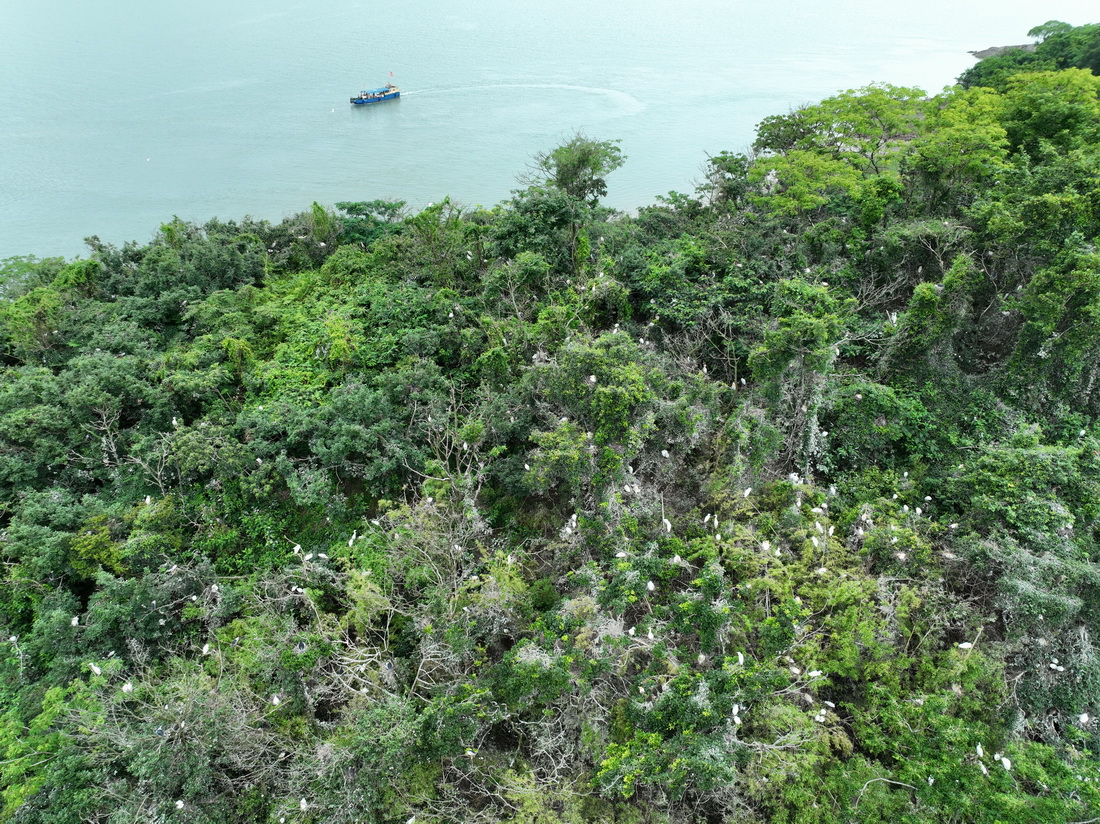 6月13日，海島護鳥隊行駛過一座棲息有大量野生鳥類的島嶼（無人機照片）。