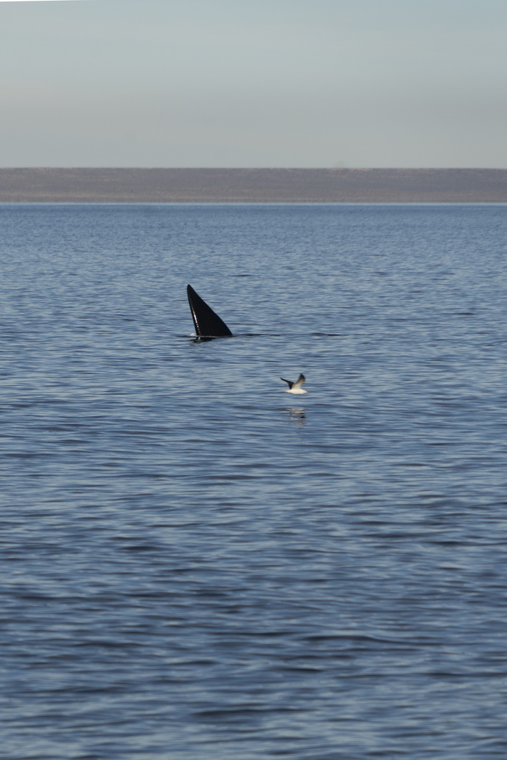 這是6月13日在阿根廷馬德林港拍攝的南露脊鯨。新華社記者 王鐘毅 攝