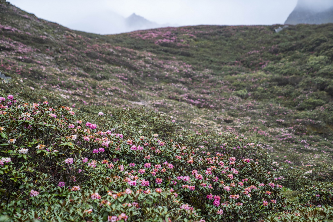 這是在波拉山上拍攝的高山杜鵑（6月27日攝）。新華社記者 孫非 攝